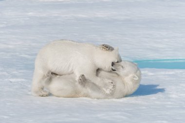 Kuzey Svalbard 'daki buz kütlesi üzerinde oynayan iki genç kutup ayısı yavrusu.