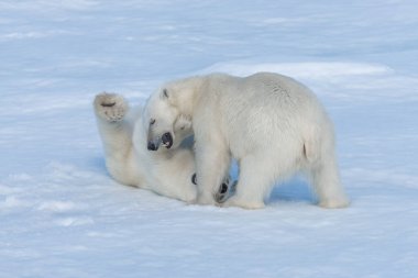 Kuzey Svalbard 'daki buz kütlesi üzerinde oynayan iki genç kutup ayısı yavrusu.