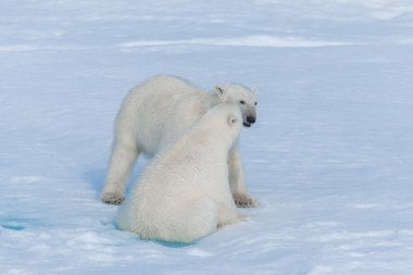 Kuzey Svalbard 'daki buz kütlesi üzerinde oynayan iki genç kutup ayısı yavrusu.