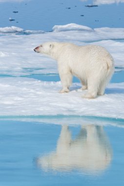 Vahşi kutup ayısı (Ursus maritimus) Spitsbergen Adası 'nın kuzeyindeki buz kütlesine gidiyor.