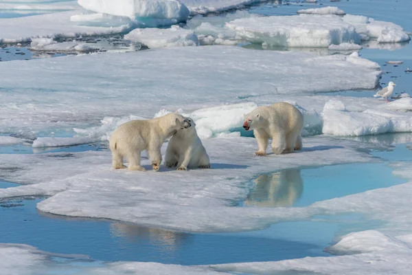 Orso Polare Selvatico Ursus Maritimus Madre Due Cuccioli Sul Pack — Foto Stock