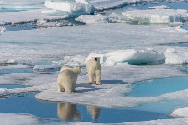 Oso Polar Salvaje Ursus Maritimus Madre Dos Cachorros Jóvenes Paquete — Foto de Stock