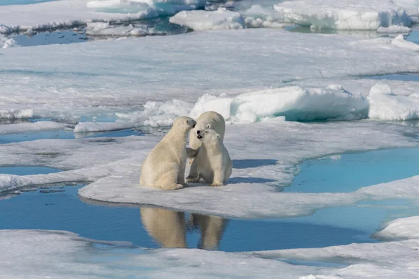 在挪威斯瓦尔巴北极北部 北极熊 Ursus Maritimus 的妈妈和两只幼熊正在结冰 — 图库照片