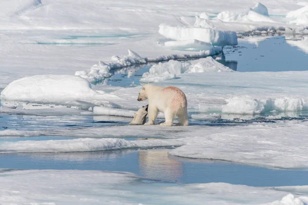 Två Unga Vilda Isbjörnungar Som Leker Packis Arktiska Havet Norr — Stockfoto