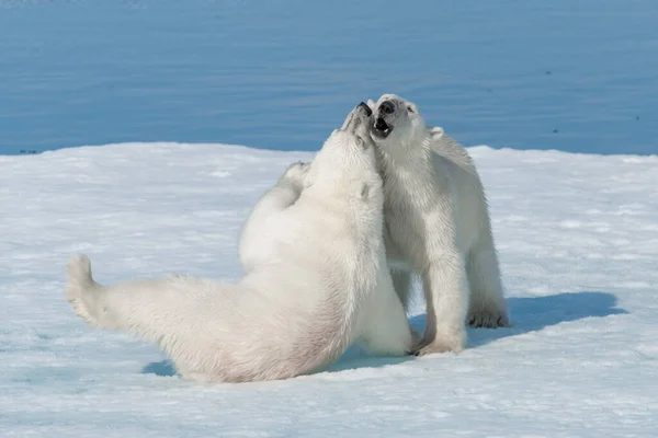 Dos Cachorros Osos Polares Salvajes Jugando Hielo Mar Ártico Norte —  Fotos de Stock