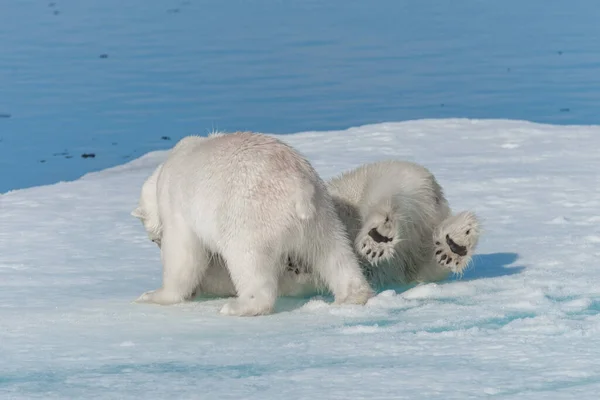 Two Young Wild Polar Bear Cubs Playing Pack Ice Arctic — Stock Photo, Image