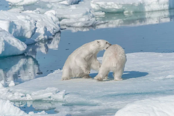 Twee Jonge Wilde Ijsberen Spelen Pakijs Arctische Zee Ten Noorden — Stockfoto