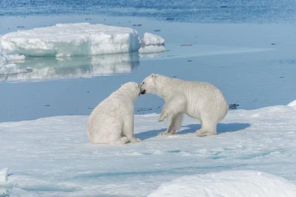 스발바르 한갑의 위에서 북극곰 — 스톡 사진