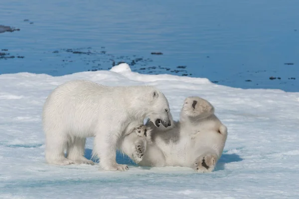 Dos Cachorros Osos Polares Salvajes Jugando Hielo Mar Ártico Norte —  Fotos de Stock