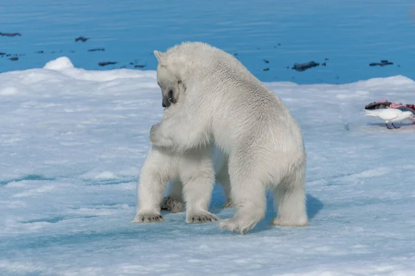 Dos Cachorros Osos Polares Salvajes Jugando Hielo Mar Ártico Norte —  Fotos de Stock