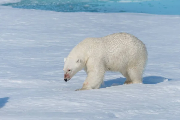 Wilder Eisbär Ursus Maritimus Auf Dem Packeis Nördlich Der Insel — Stockfoto