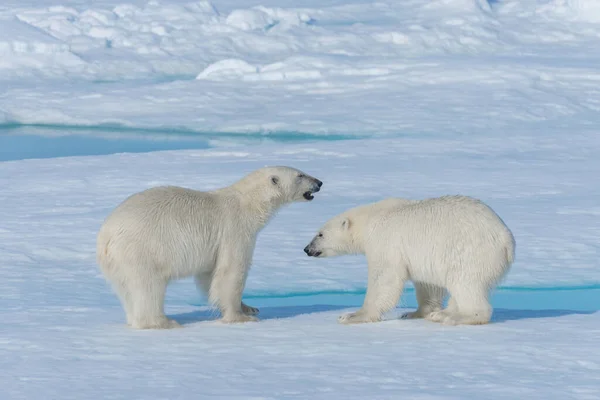 Twee Jonge Wilde Ijsberen Spelen Pakijs Arctische Zee Ten Noorden — Stockfoto