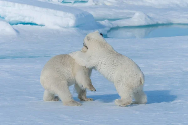 Dos Cachorros Osos Polares Salvajes Jugando Hielo Mar Ártico Norte — Foto de Stock