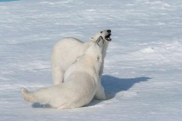 Dvě Mláďata Divokého Ledního Medvěda Hrají Ledě Arktickém Moři Severně — Stock fotografie