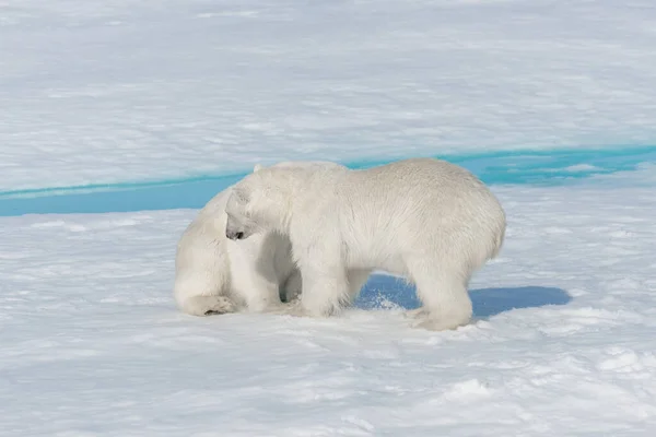 Two Young Wild Polar Bear Cubs Playing Pack Ice Arctic — Stock Photo, Image