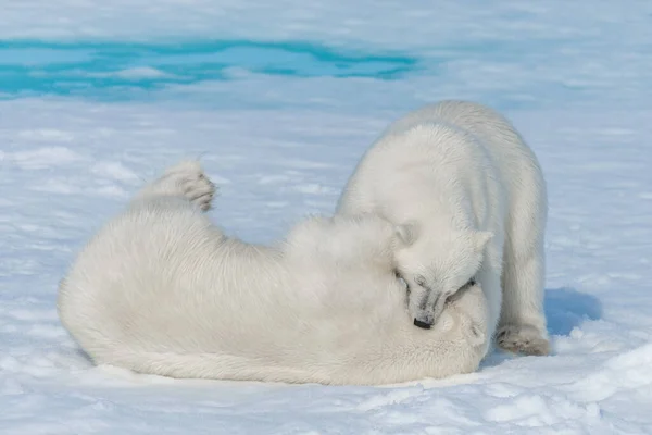 Dos Cachorros Osos Polares Salvajes Jugando Hielo Mar Ártico Norte — Foto de Stock