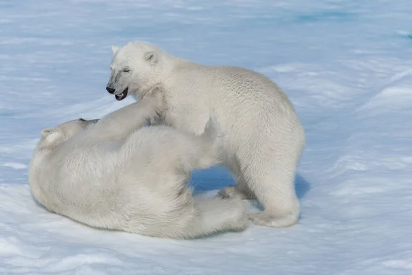 Dois Filhotes Jovens Ursos Polares Selvagens Brincando Gelo Mar Ártico — Fotografia de Stock
