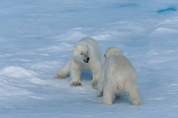 Two Young Wild Polar Bear Cubs Playing Pack Ice Arctic — Stock Photo, Image