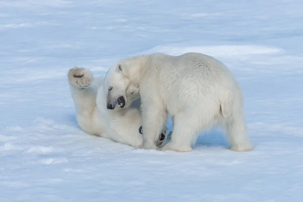 北極海の氷の上で遊んでいる2人の野生のホッキョクグマの赤ちゃんスヴァールバルの北 — ストック写真