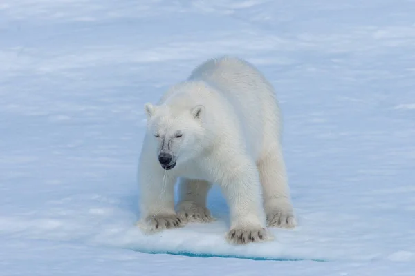 Wild Polar Bear Cub Pack Ice Arctic Sea Close — ストック写真