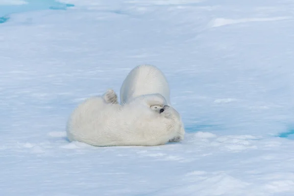 Zwei Junge Wilde Eisbärenjungen Beim Spielen Auf Packeis Der Arktis — Stockfoto