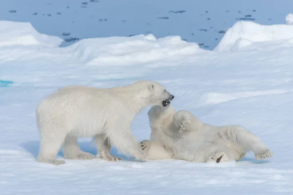 在斯瓦尔巴群岛北部的北冰洋 两只年轻的野生北极熊幼崽在冰块上玩耍 — 图库照片