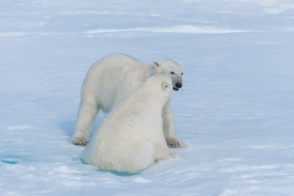 Dos Cachorros Osos Polares Salvajes Jugando Hielo Mar Ártico Norte —  Fotos de Stock