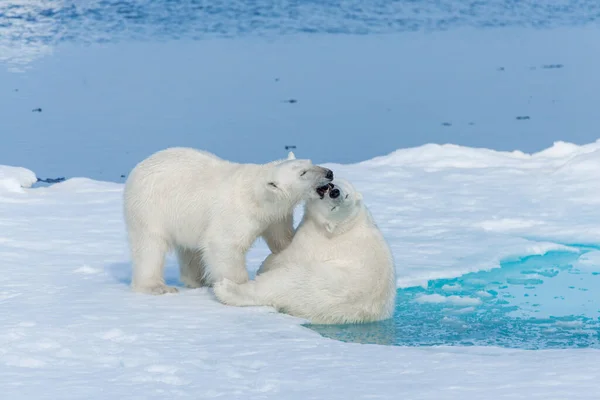 Deux Jeunes Oursons Polaires Sauvages Jouent Sur Banquise Mer Arctique — Photo