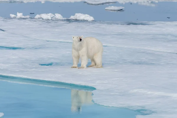 Urso Polar Selvagem Ursus Maritimus Indo Gelo Pacote Norte Ilha — Fotografia de Stock