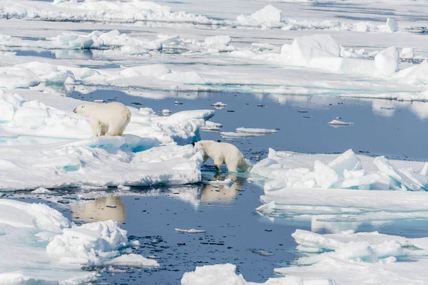 Due Giovani Cuccioli Orso Polare Selvatico Che Saltano Banchi Ghiaccio — Foto Stock
