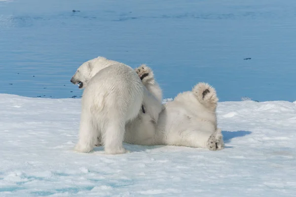 Két Fiatal Jegesmedve Kölyök Játszik Jégen Északi Sarkvidéken Svalbardtól Északra — Stock Fotó