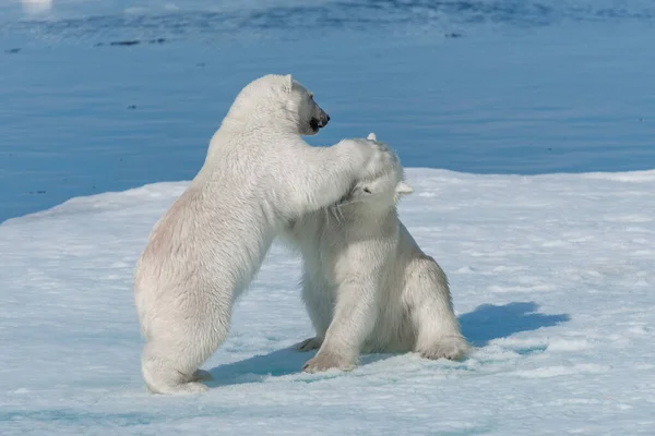 Dos Cachorros Osos Polares Salvajes Jugando Hielo Mar Ártico Norte —  Fotos de Stock