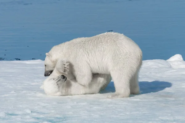 Due Giovani Cuccioli Orso Polare Selvatico Che Giocano Sul Pack — Foto Stock