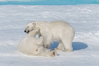 Kuzey Svalbard 'daki buz kütlesi üzerinde oynayan iki genç kutup ayısı yavrusu.