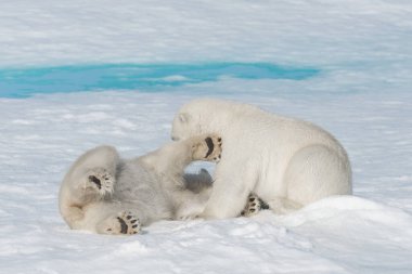 Kuzey Svalbard 'daki buz kütlesi üzerinde oynayan iki genç kutup ayısı yavrusu.