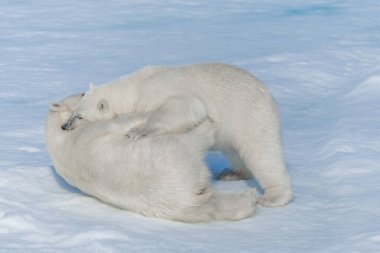 Kuzey Svalbard 'daki buz kütlesi üzerinde oynayan iki genç kutup ayısı yavrusu.