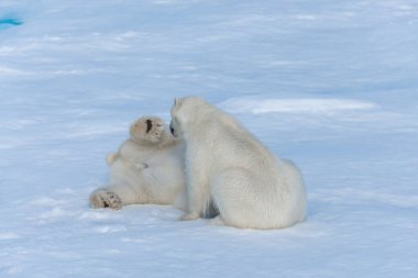 Kuzey Svalbard 'daki buz kütlesi üzerinde oynayan iki genç kutup ayısı yavrusu.