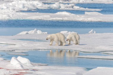İki vahşi kutup ayısı Spitsbergen Adası 'nın kuzeyinde buzun üzerinde ilerliyorlar, Svalbard.