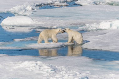 Kuzey Svalbard 'daki buz kütlesi üzerinde oynayan iki genç kutup ayısı yavrusu.