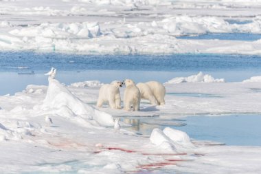 Vahşi kutup ayısı (Ursus maritimus) anne ve iki yavru buzun üzerinde, Svalbard Arctic Norveç 'in kuzeyinde