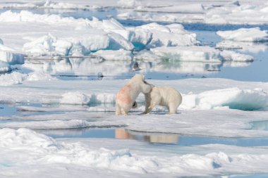 Kuzey Svalbard 'daki buz kütlesi üzerinde oynayan iki genç kutup ayısı yavrusu.