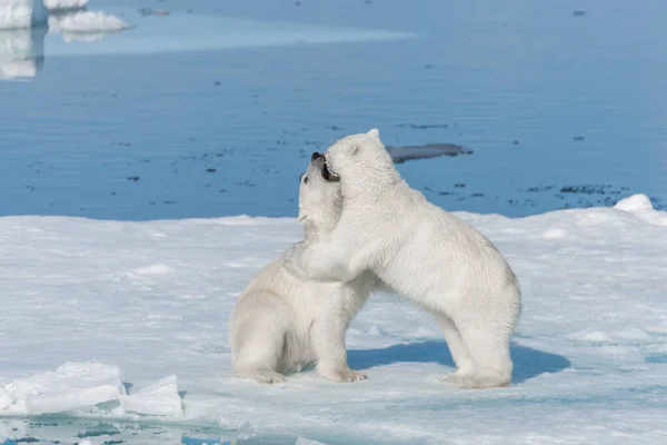 Twee Jonge Wilde Ijsberen Spelen Pakijs Arctische Zee Ten Noorden — Stockfoto