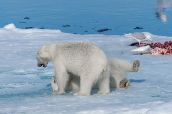 Due Giovani Cuccioli Orso Polare Selvatico Che Giocano Sul Pack — Foto Stock