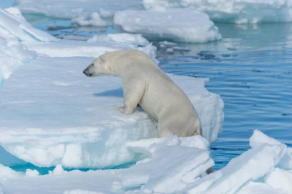 Vad Jegesmedve Ursus Maritimus Spitsbergen Szigettől Északra Svalbard — Stock Fotó