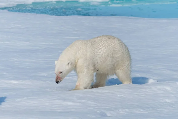 Oso Polar Salvaje Ursus Maritimus Que Paquete Hielo Norte Isla —  Fotos de Stock