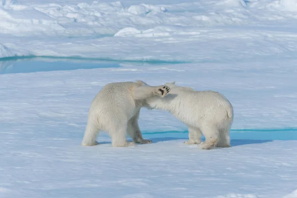 Dos Cachorros Osos Polares Salvajes Jugando Hielo Mar Ártico Norte — Foto de Stock