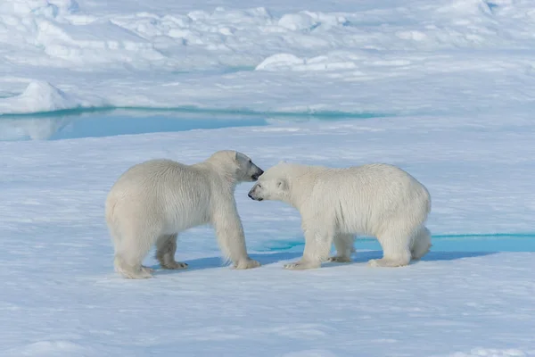 Kaksi Nuorta Jääkarhunpentua Leikkimässä Jäällä Arktisella Merellä Huippuvuoren Pohjoispuolella — kuvapankkivalokuva