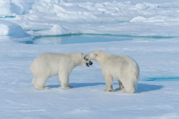 北極海の氷の上で遊んでいる2人の野生のホッキョクグマの赤ちゃんスヴァールバルの北 — ストック写真