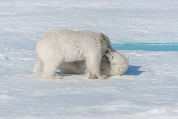 Two Young Wild Polar Bear Cubs Playing Pack Ice Arctic — Stock Photo, Image