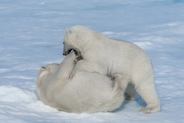 Deux Jeunes Oursons Polaires Sauvages Jouent Sur Banquise Mer Arctique — Photo